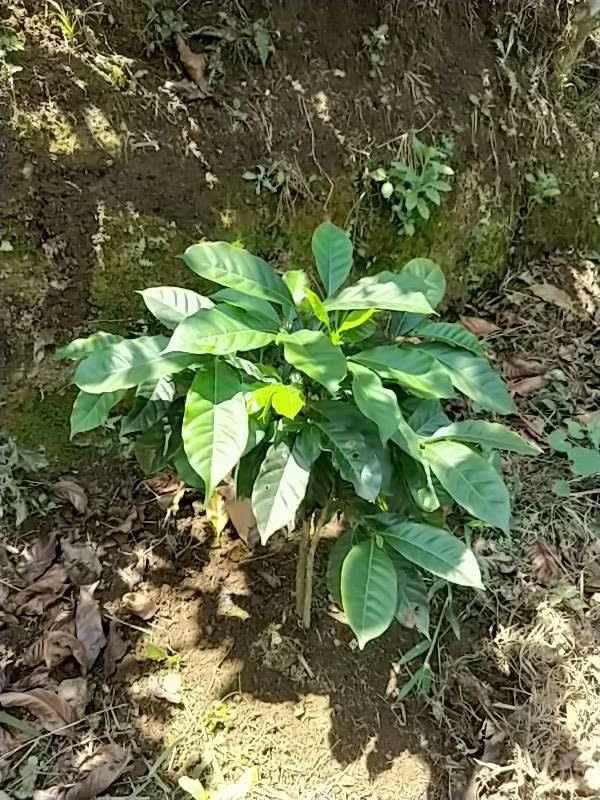 tree image