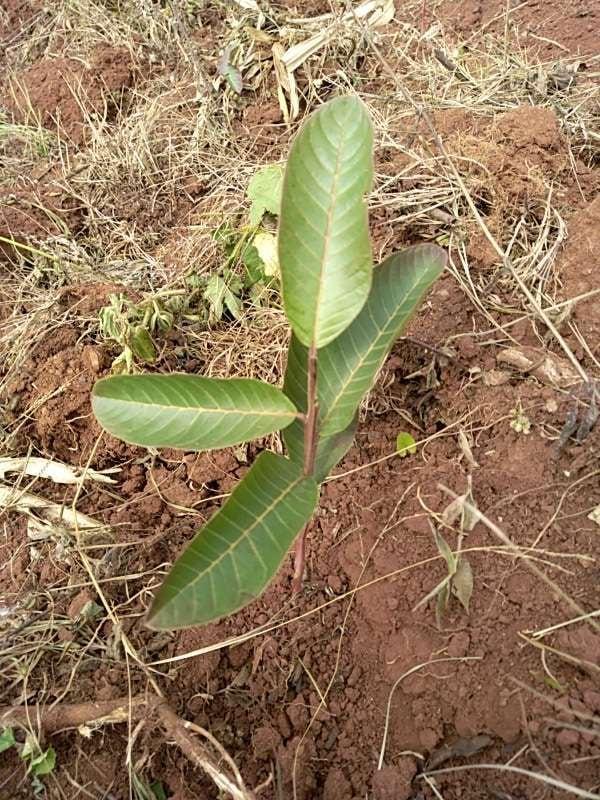 tree image