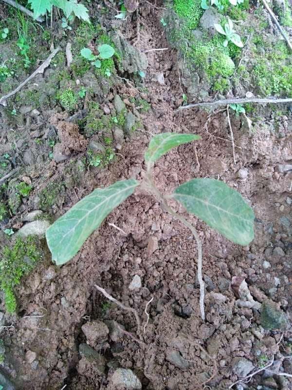 tree image