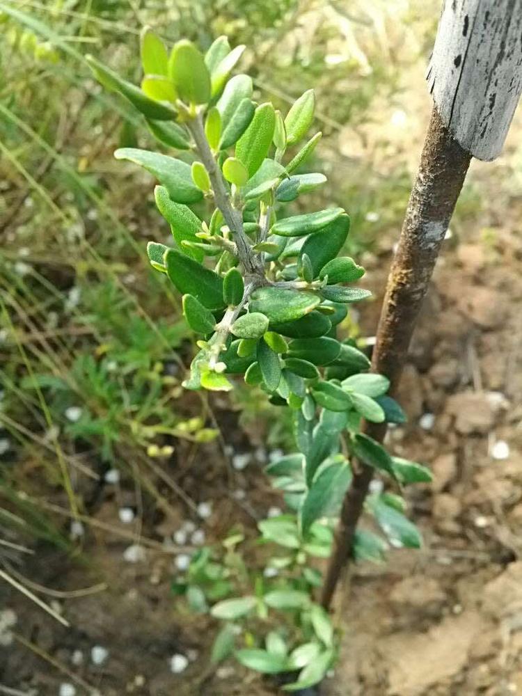 tree image