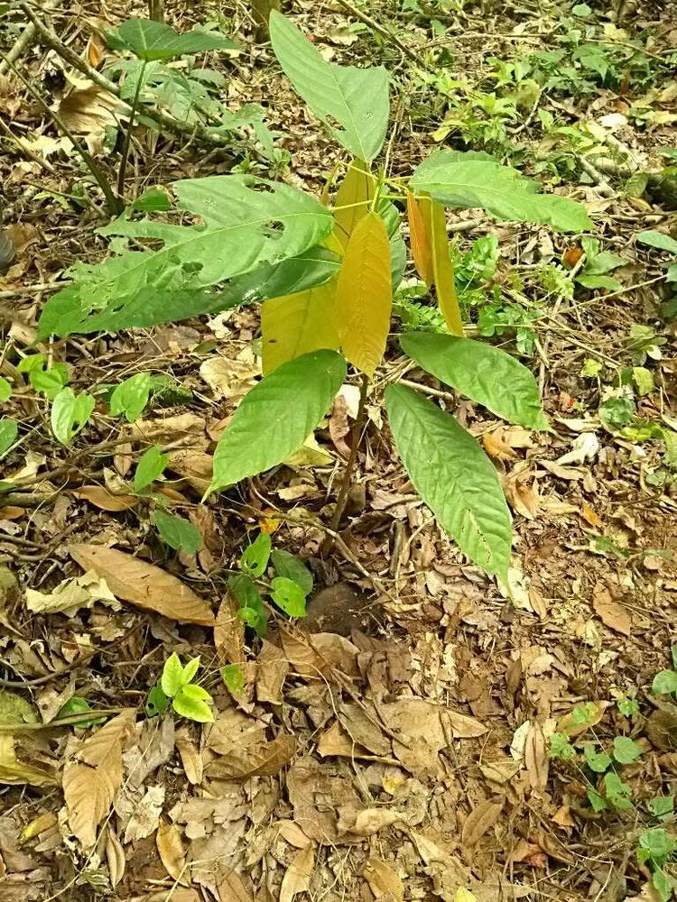 tree image