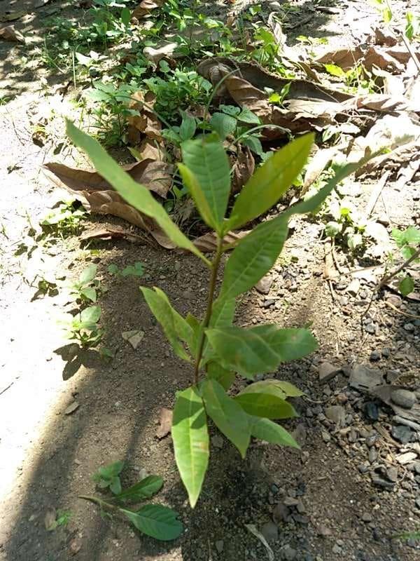 tree image