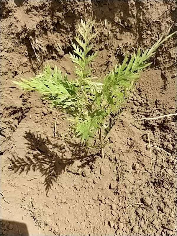 tree image
