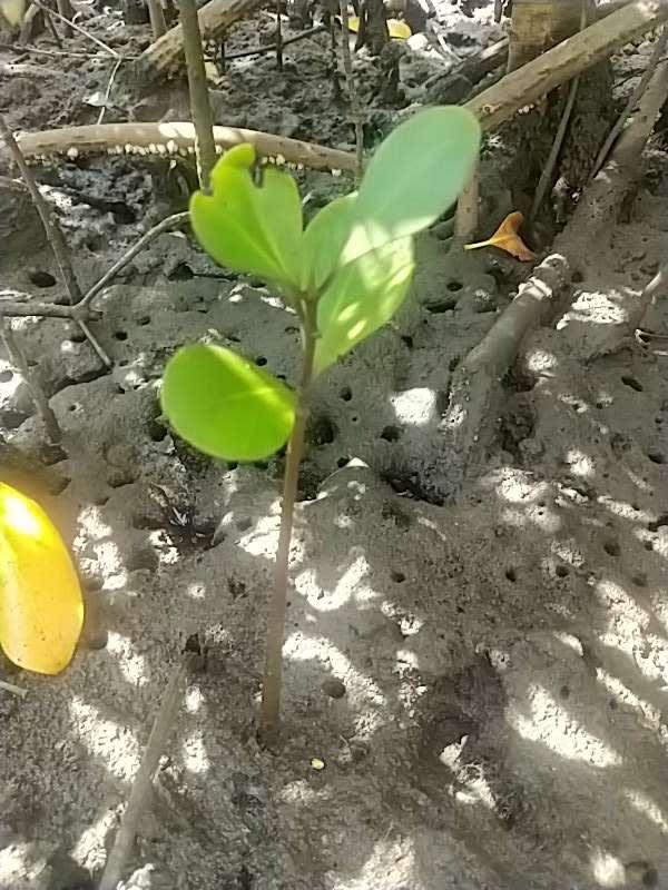 tree image