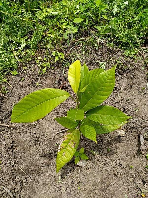 tree image