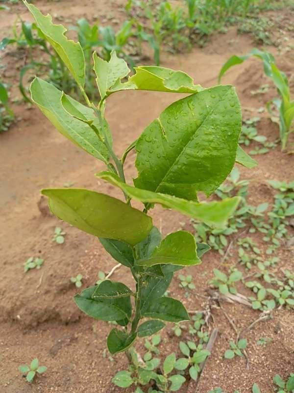 tree image