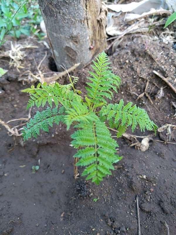 tree image