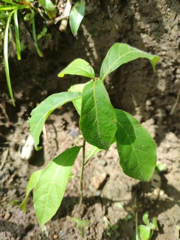 tree image