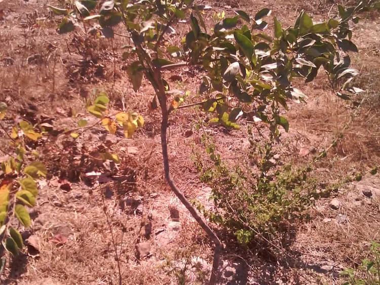 tree image