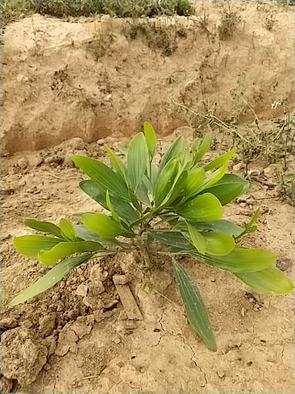 tree image