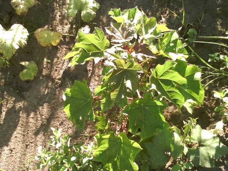 tree image
