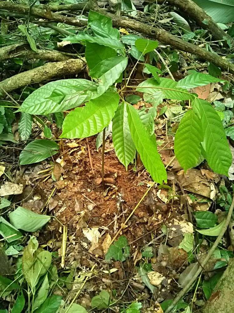 tree image