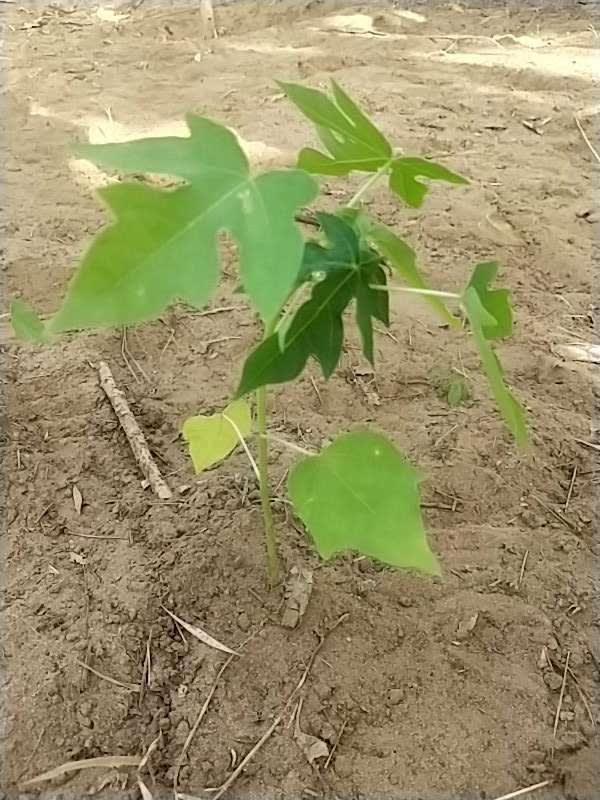 tree image