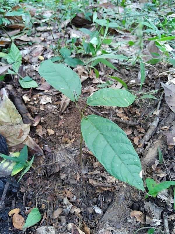 tree image
