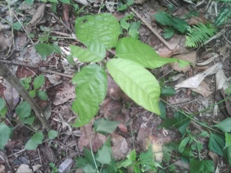 tree image