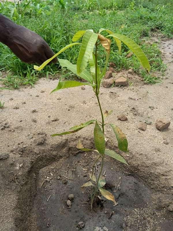 tree image