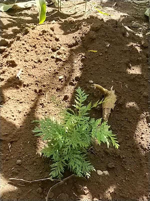 tree image