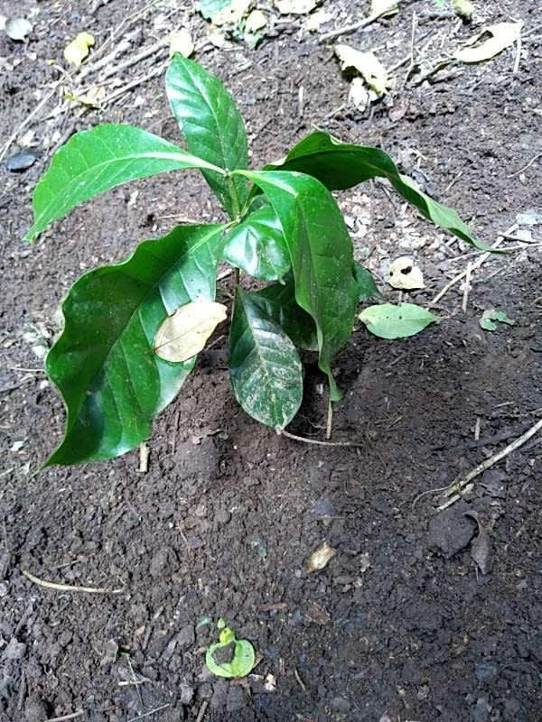 tree image