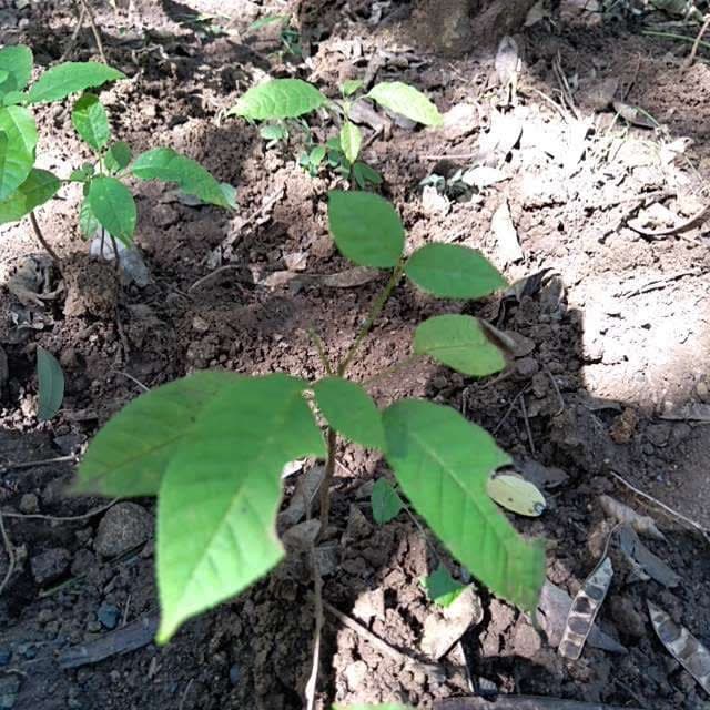 tree image