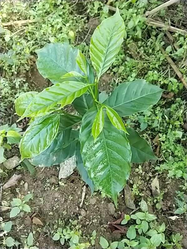 tree image