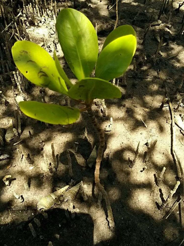 tree image
