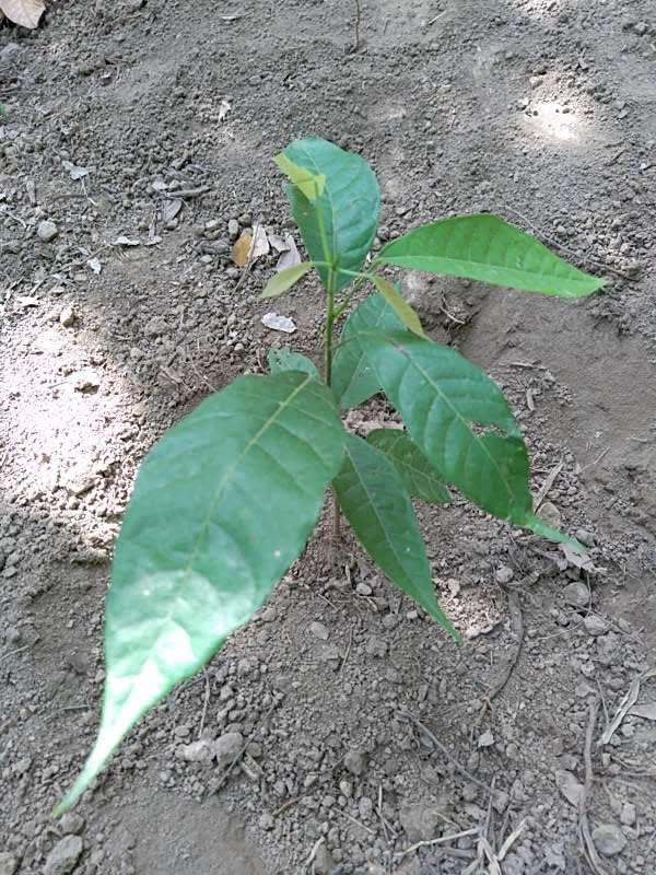 tree image