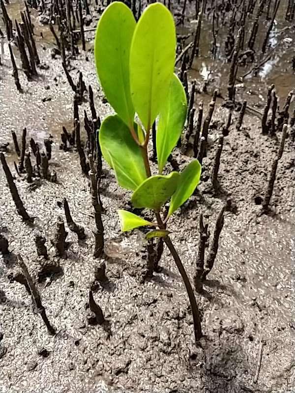 tree image
