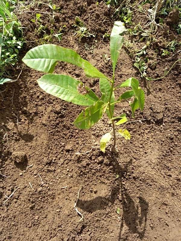 tree image