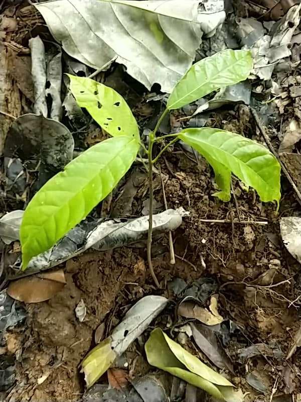 tree image