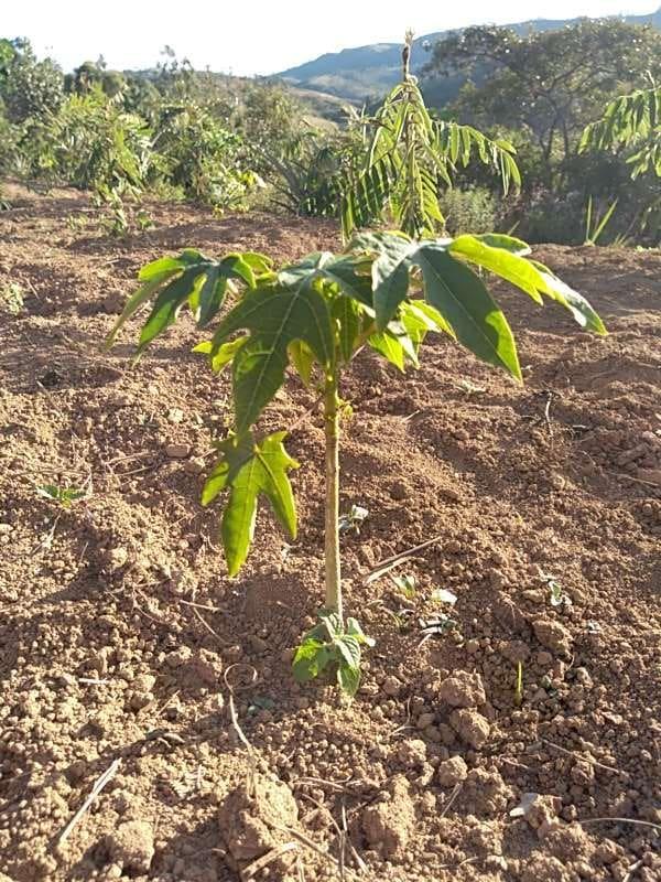 tree image