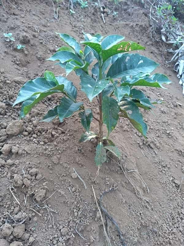 tree image