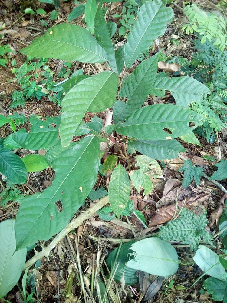 tree image