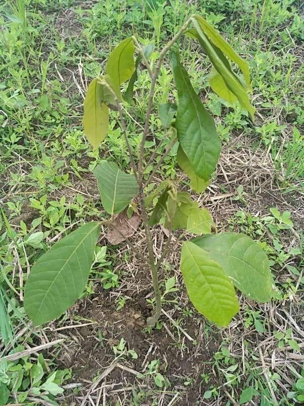 tree image