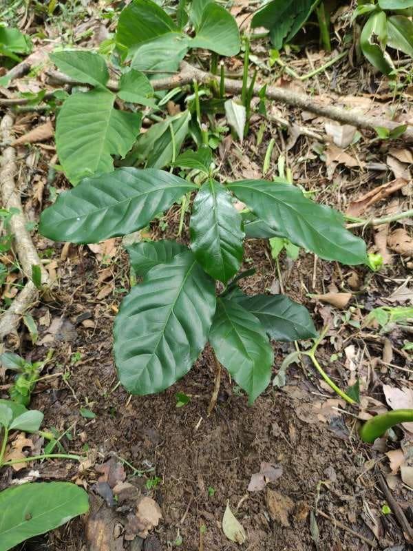 tree image