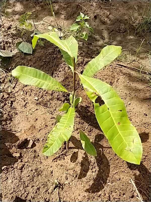 tree image