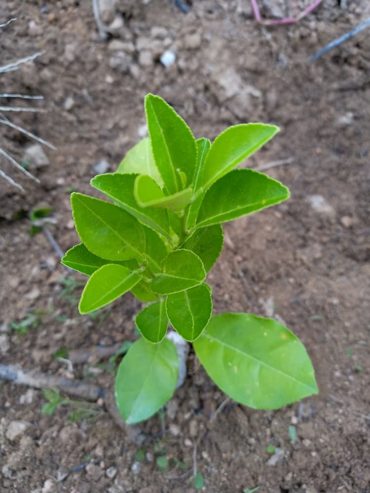 tree image