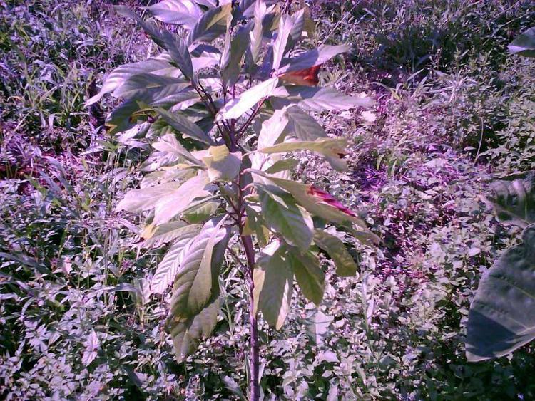tree image