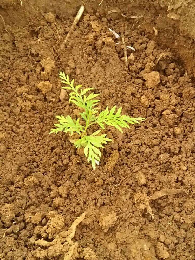 tree image