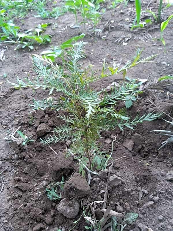 tree image