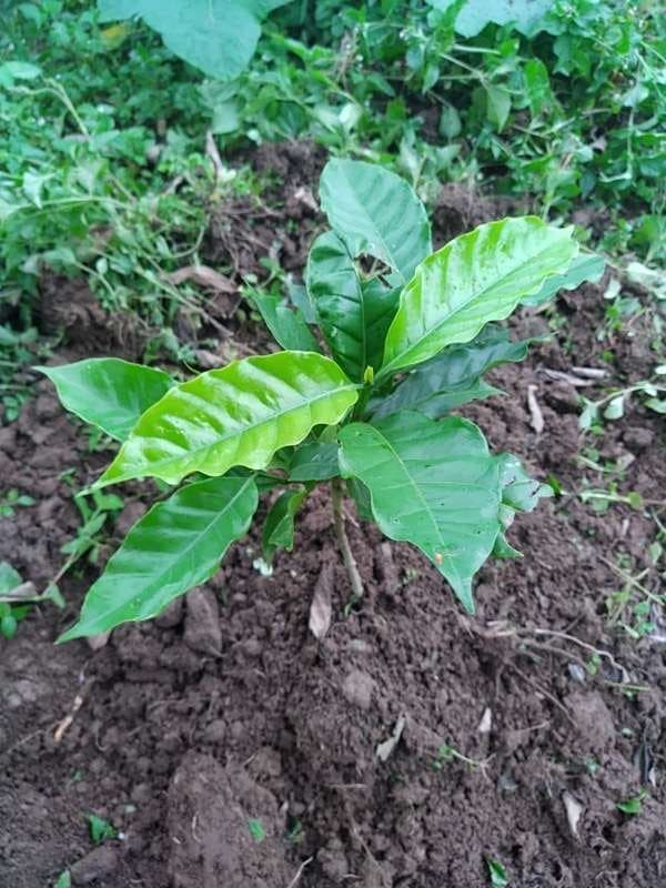 tree image