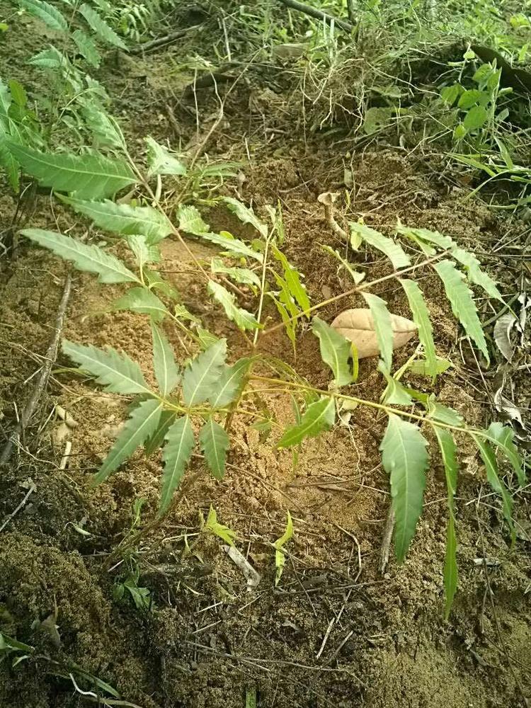 tree image
