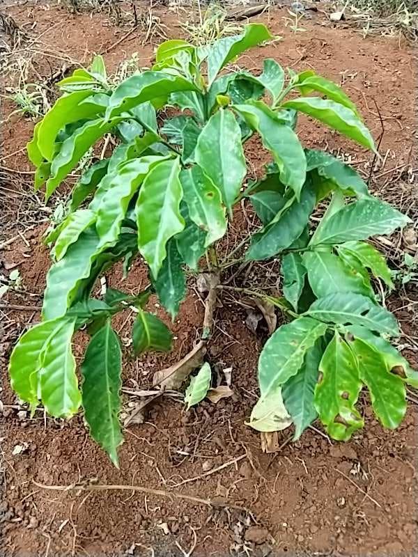 tree image