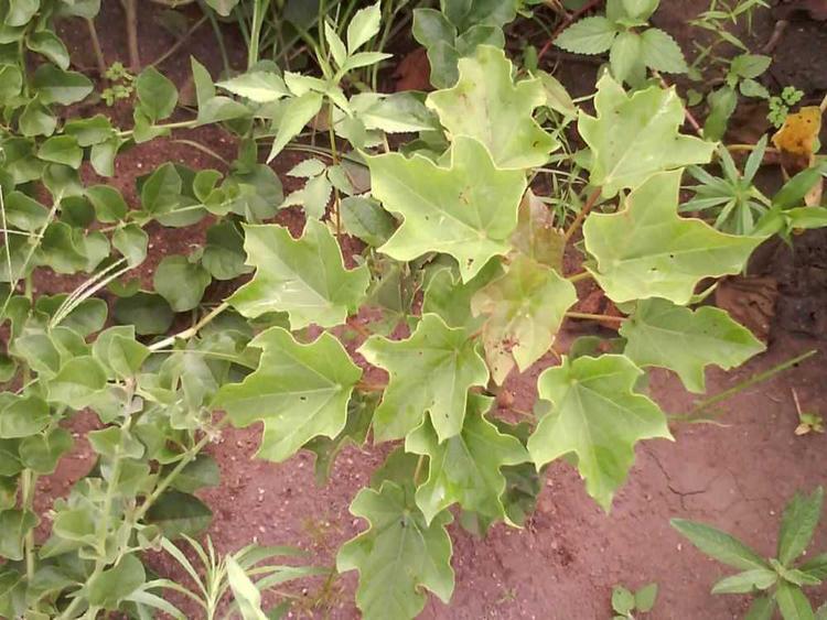 tree image