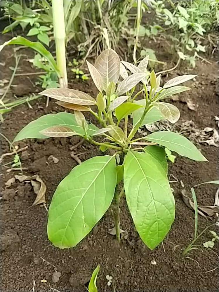 tree image