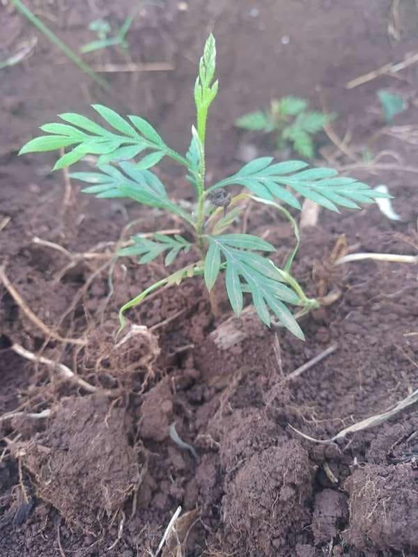 tree image