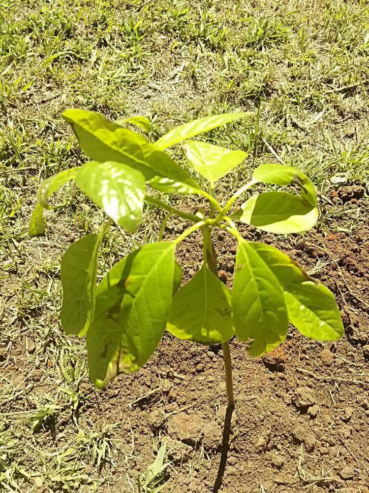 tree image