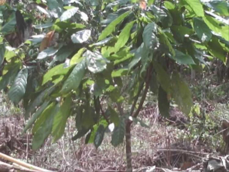 tree image