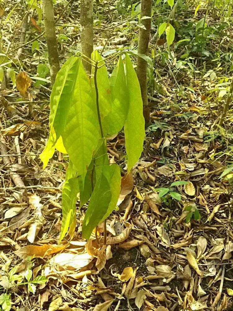tree image