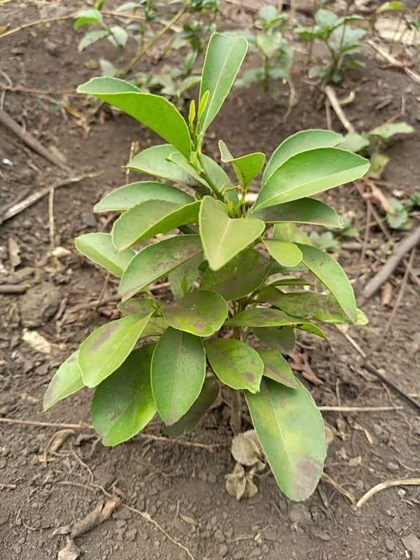 tree image
