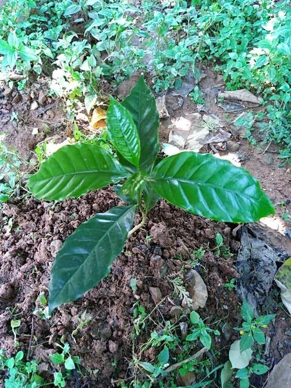tree image